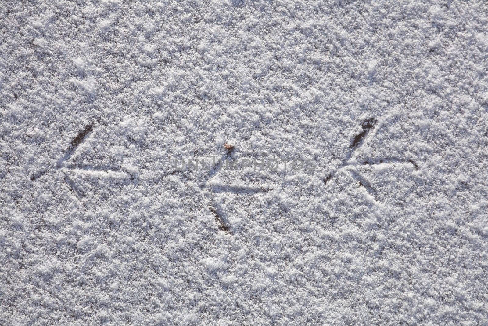 Footprints of a bird on a patch of ice, Germany