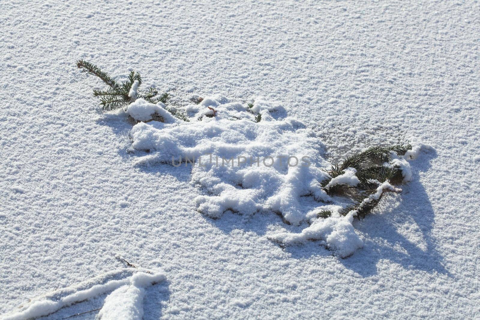 Snow-covered ice surface with fir branch, Germany