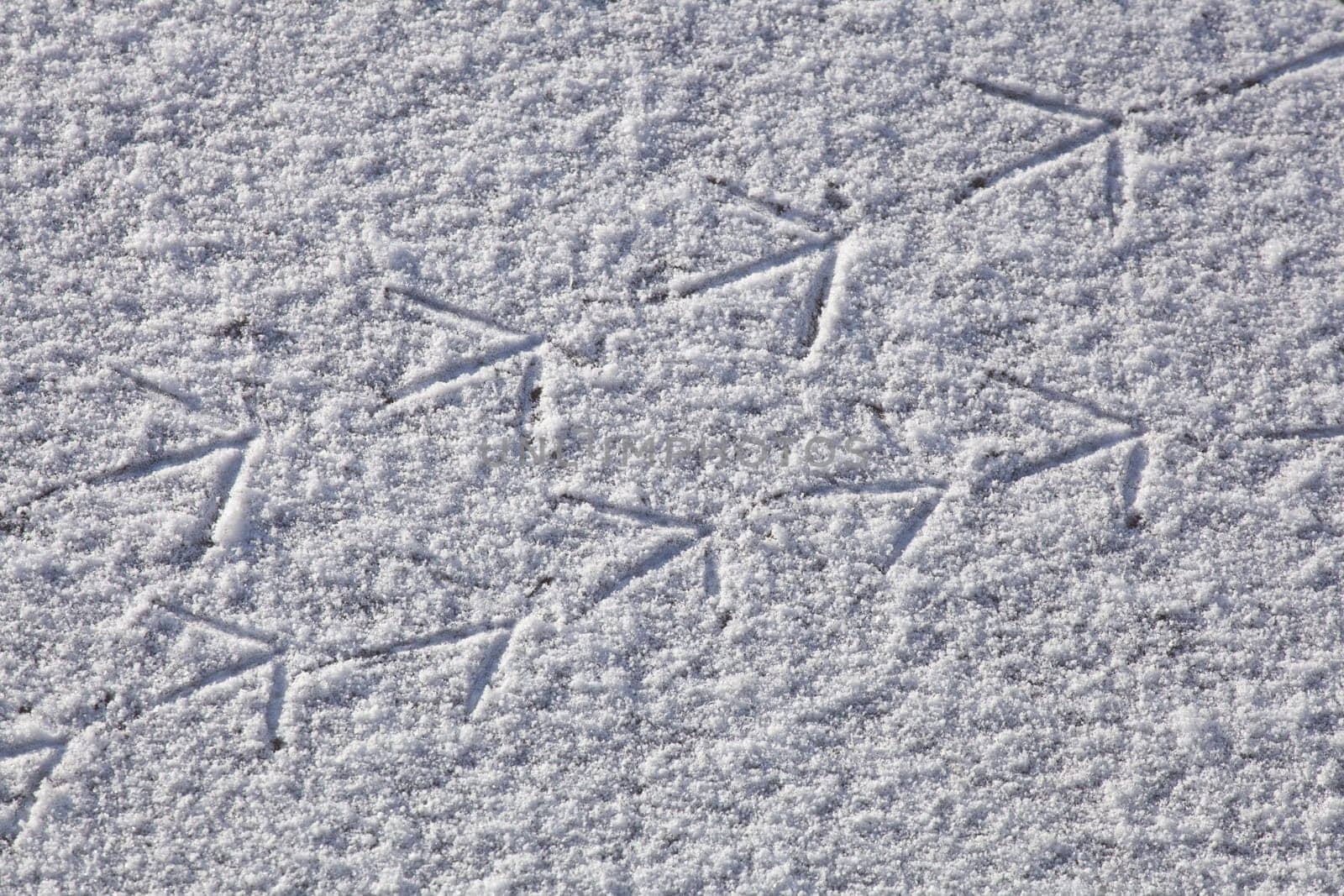 Footprints of a bird on a patch of ice, Germany
