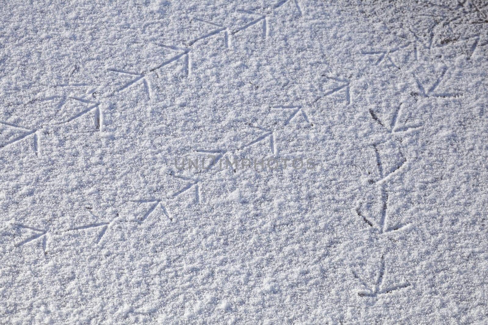 Footprints of a bird on a patch of ice, Germany