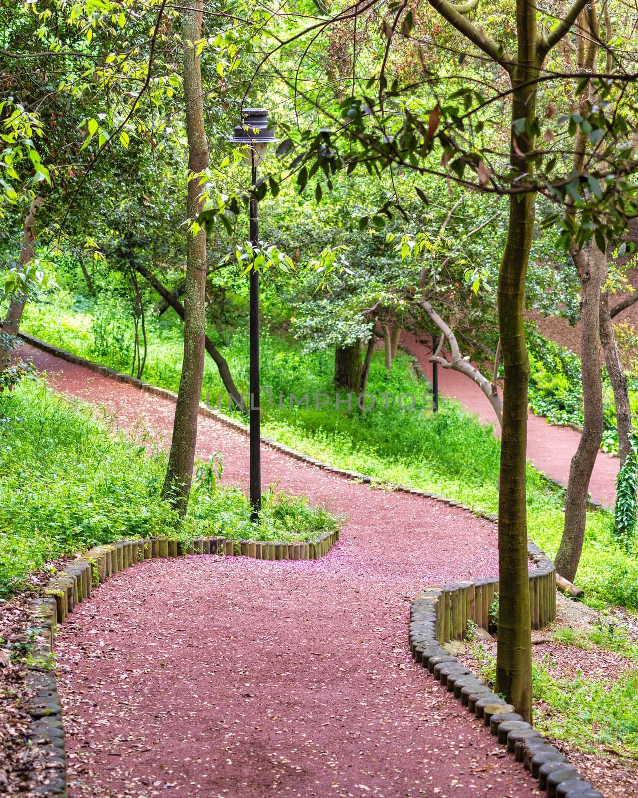 A winding path leads through a lush green forest with lush tall imposing trees on either side with sun light shining through the trees