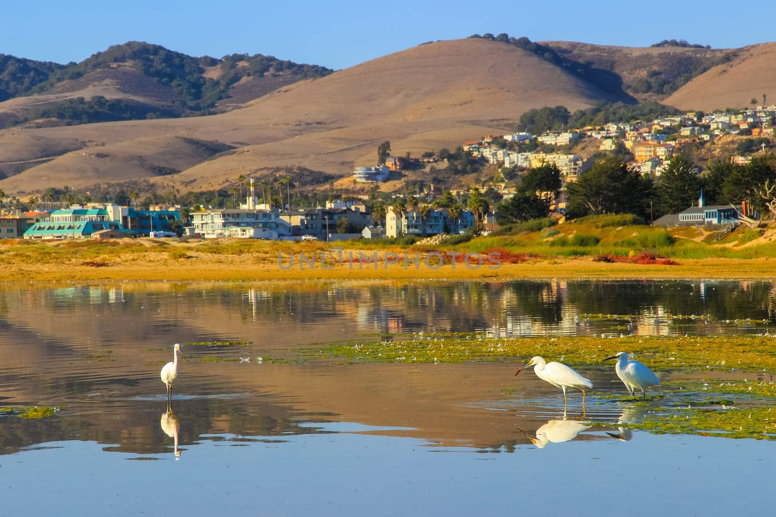 Egrets in a swamp are looking for food, the wildlife of California, USA.