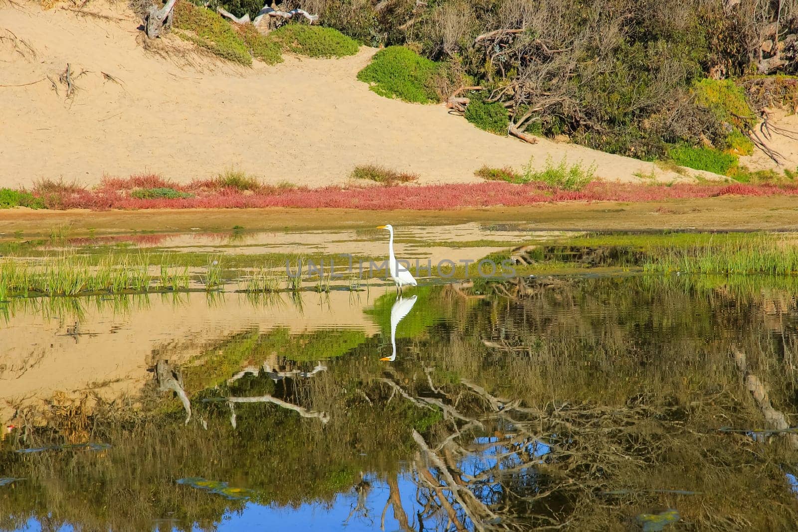 Egrets in a swamp are looking for food, the wildlife of California, USA.