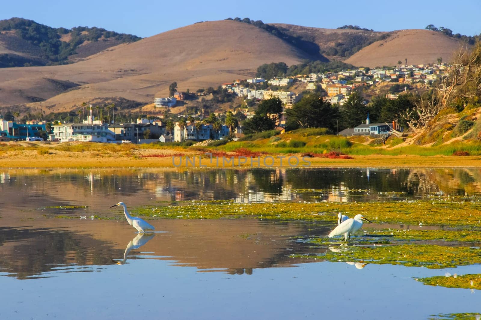 Egrets in a swamp are looking for food, the wildlife of California, USA.