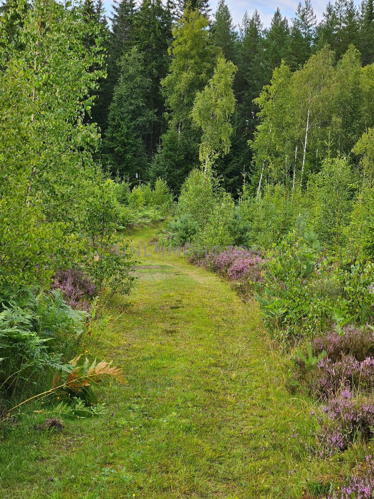 Forest path overgrown with grass. Heather at the edge of the path. Trees and forest along the path. Landscape from Sweden
