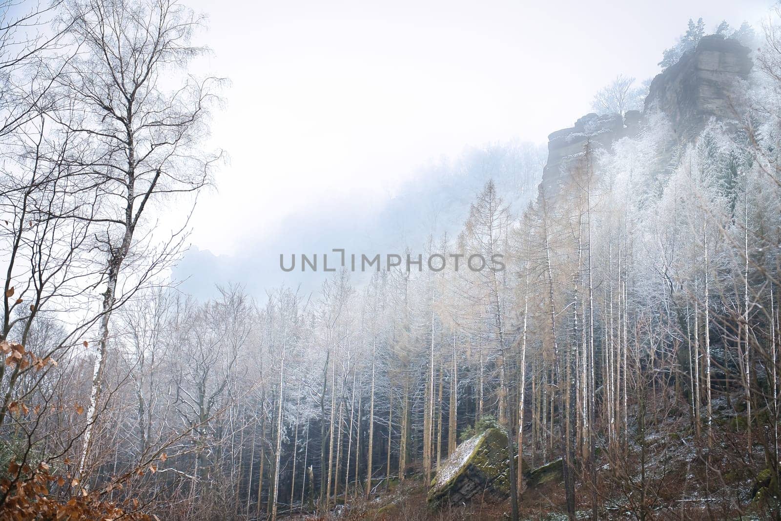 View of the large Zschirnstein with snow-covered trees and misty clouds at the summit during a hike. From the nature park in the Elbe Sandstone Mountains. Landscape from things in Germany