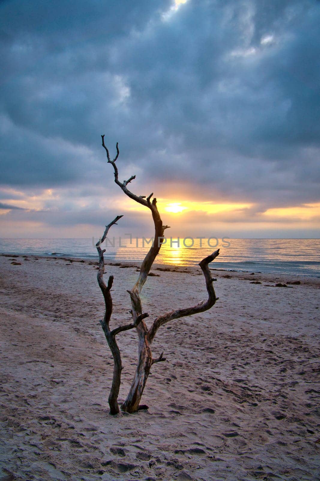 Sunset on the beach of the Baltic Sea. Love tree, shrub in the sand on the west beach. Cloudy sky. Landscape on the coast