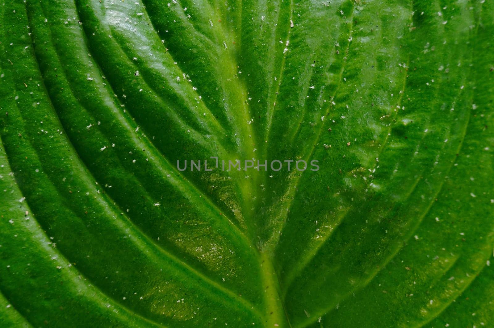 A green open tropical leaf with veins and particles in close-up.Texture or background
