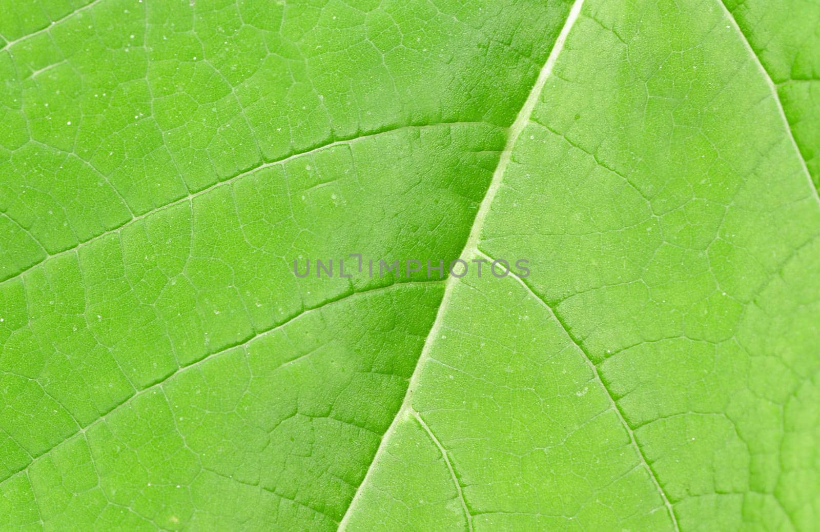 Macro texture of a green tree leaf close-up. Texture or background