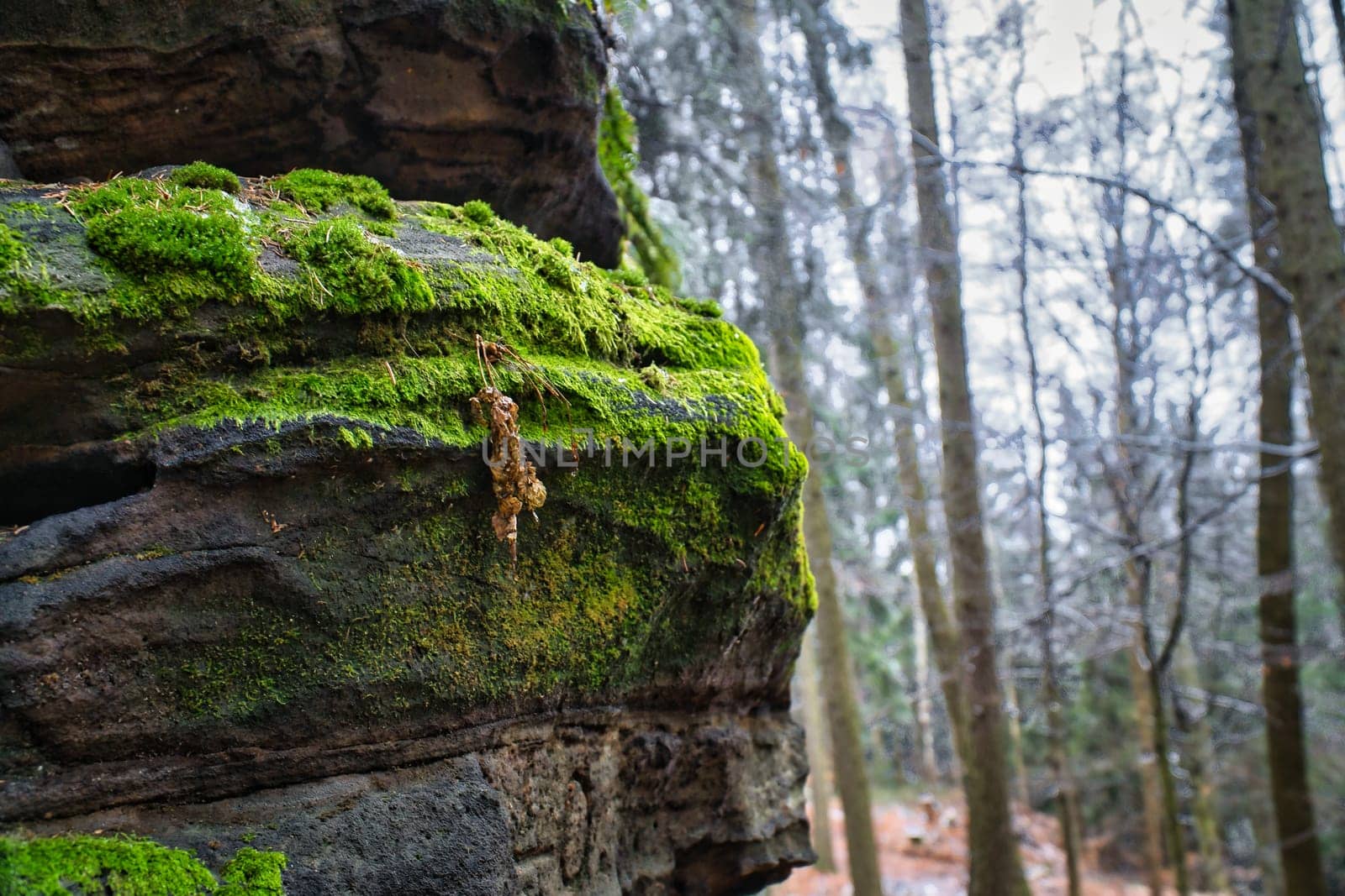 View over sandstone overgrown with moss to snow-covered and frost-covered trees on the Zschirnstein. Nature park in Saxon Switzerland in Germany