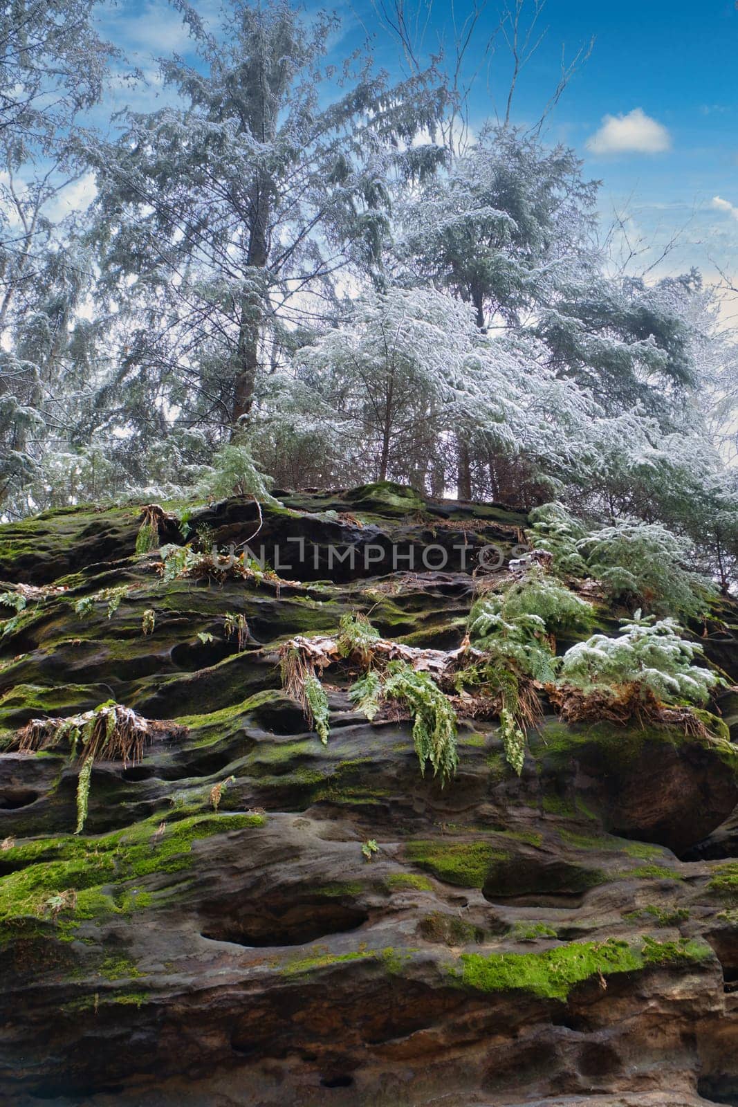 View over sandstone overgrown with moss to snow-covered and frost-covered trees on the Zschirnstein. Nature park in Saxon Switzerland in Germany