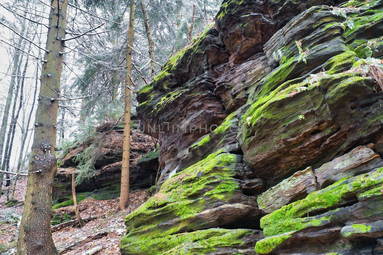 View over sandstone overgrown with moss to snow-covered and frost-covered trees on the Zschirnstein. Nature park in Saxon Switzerland in Germany