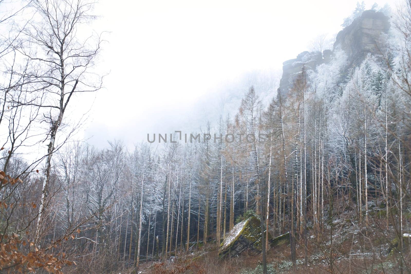 View of the large Zschirnstein with snow-covered trees and misty clouds at the summit during a hike. From the nature park in the Elbe Sandstone Mountains. Landscape from things in Germany