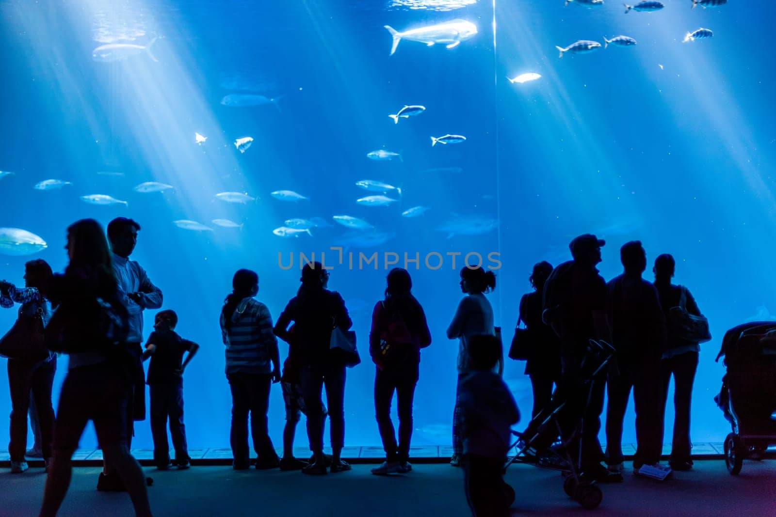 Monterey, USA - June 22, 2012: people enjoy taking photos of the big fishes in the Monterey aquarium.
