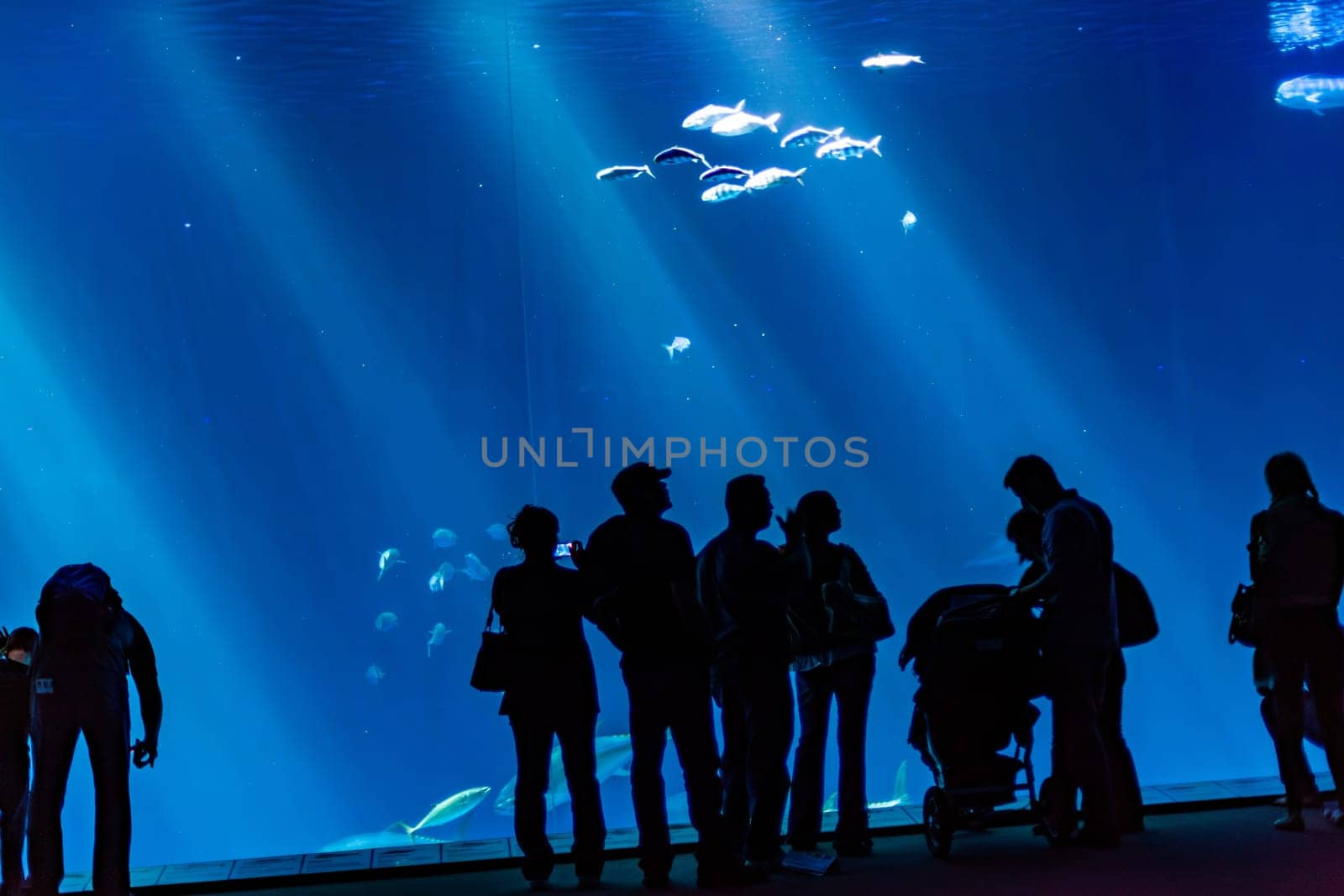 Monterey, USA - June 22, 2012: people enjoy taking photos of the big fishes in the Monterey aquarium.