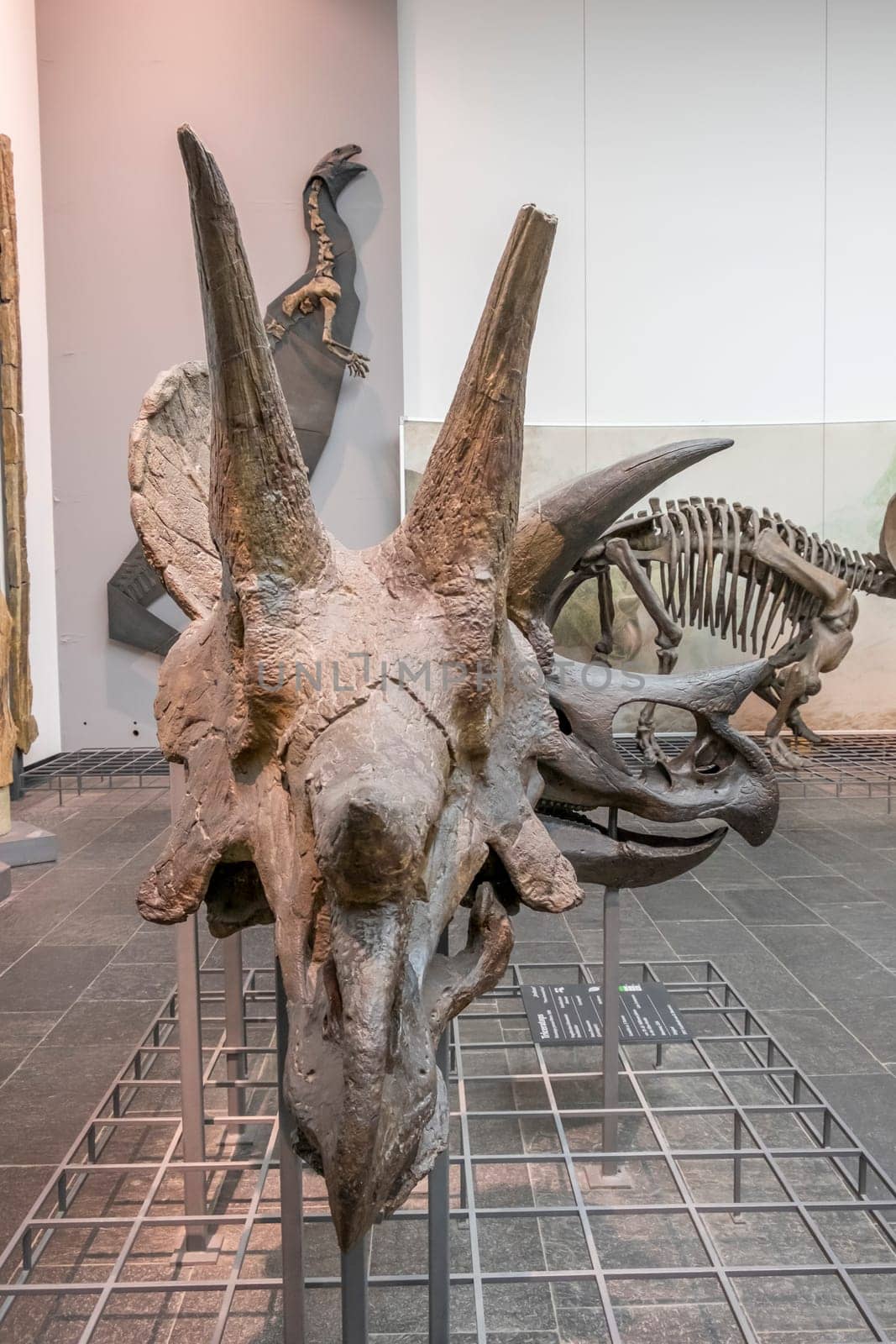Frankfurt, Germany - February 27, 2018:  dinosaur skeletons in Frankfurt's Senckenberg Museum