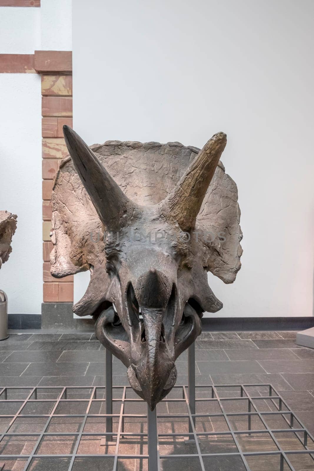 Frankfurt, Germany - February 27, 2018:  dinosaur skeletons in Frankfurt's Senckenberg Museum