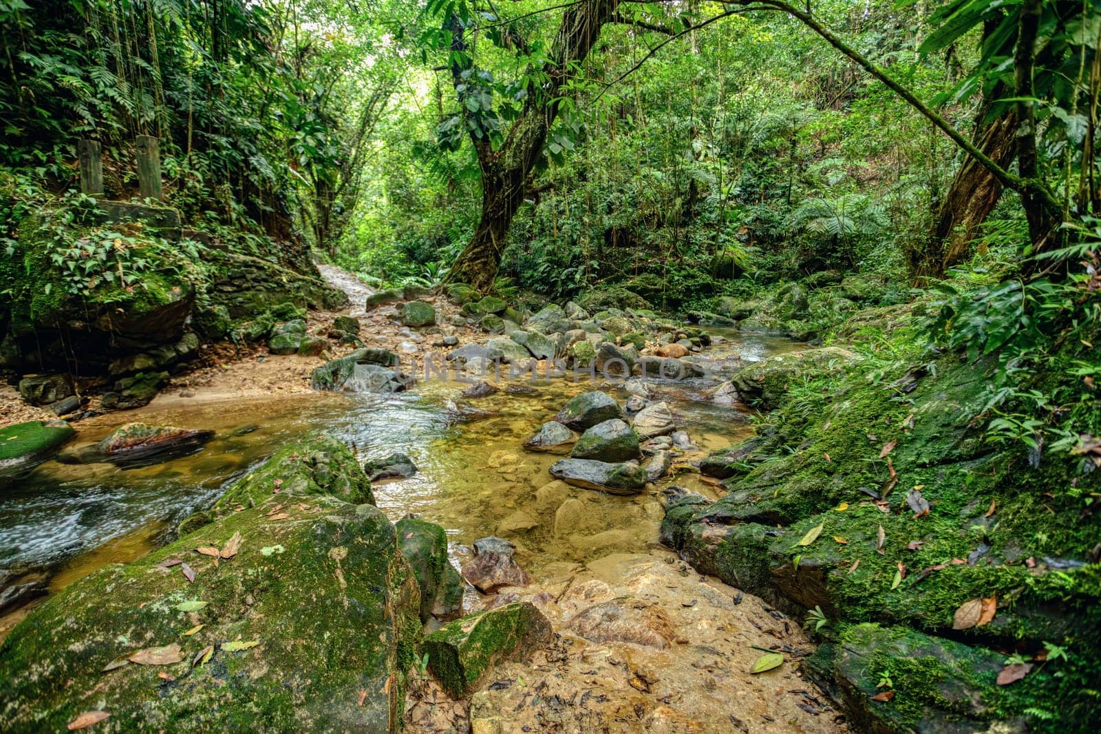 Small river in jungle. Hard trek to hidden ancient ruins of Tayrona civilization Ciudad Perdida in Colombian jungle. Santa Marta, Sierra Nevada mountains, Colombia wilderness landscape.
