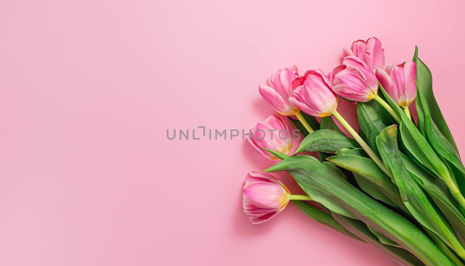 tulips bouquet on pink background with copyspace