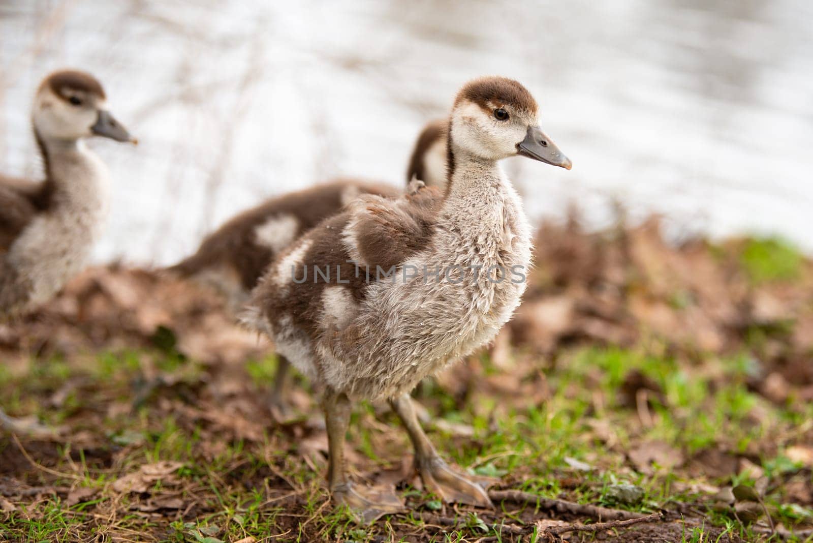 Egyptian goose chick, alopochen aegyptiaca in the spring, animal and water bird