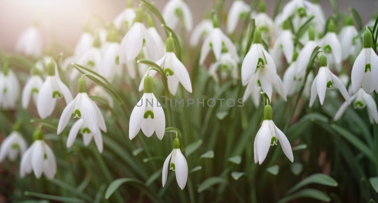 Snowdrop flowers blooming in winter and spring, sunlight shinning through the blossoms and leaves, first wildflower in springtime