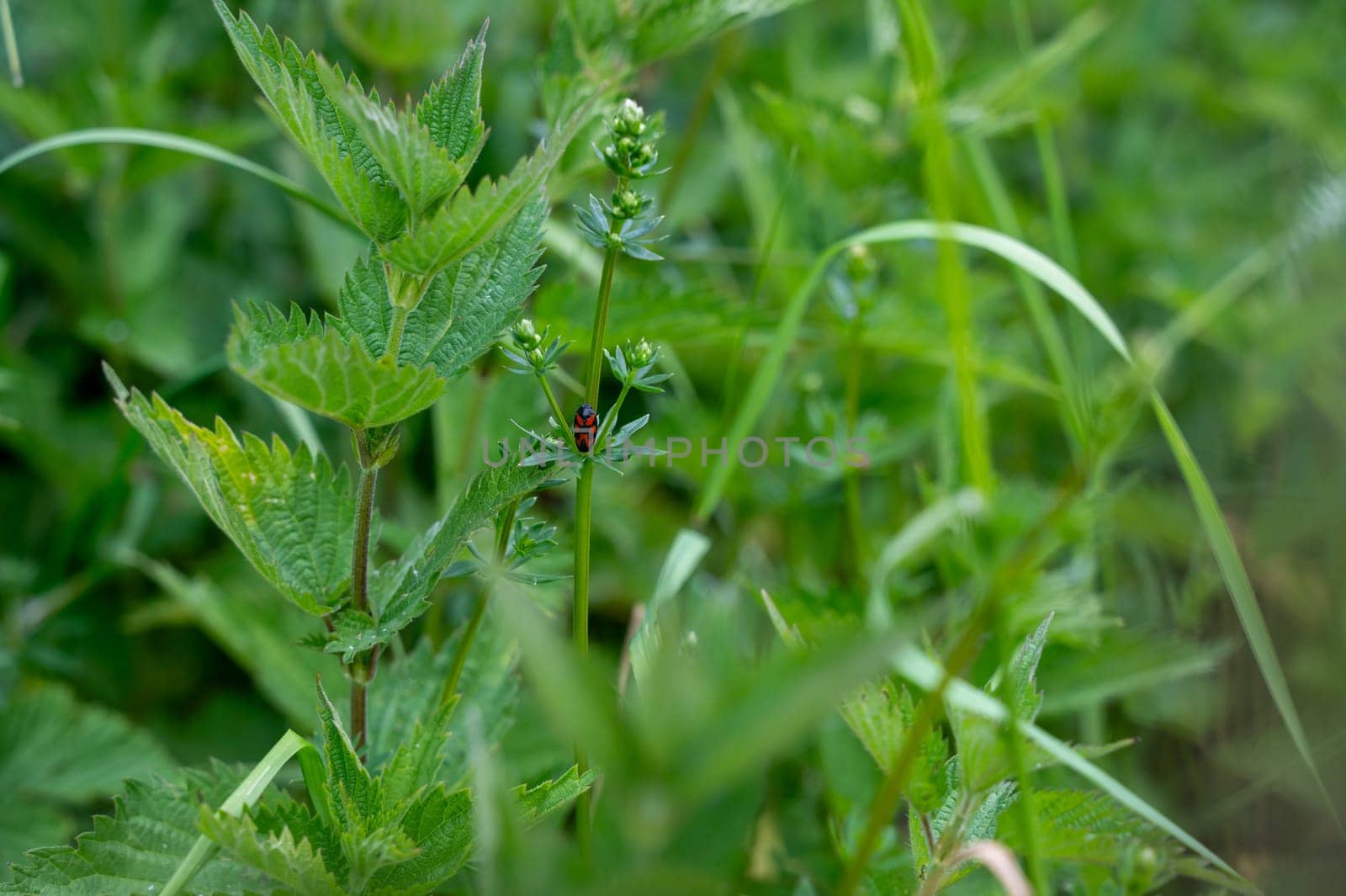 A leafhopper ( Cercopidae ) sits on a plant in the green nature