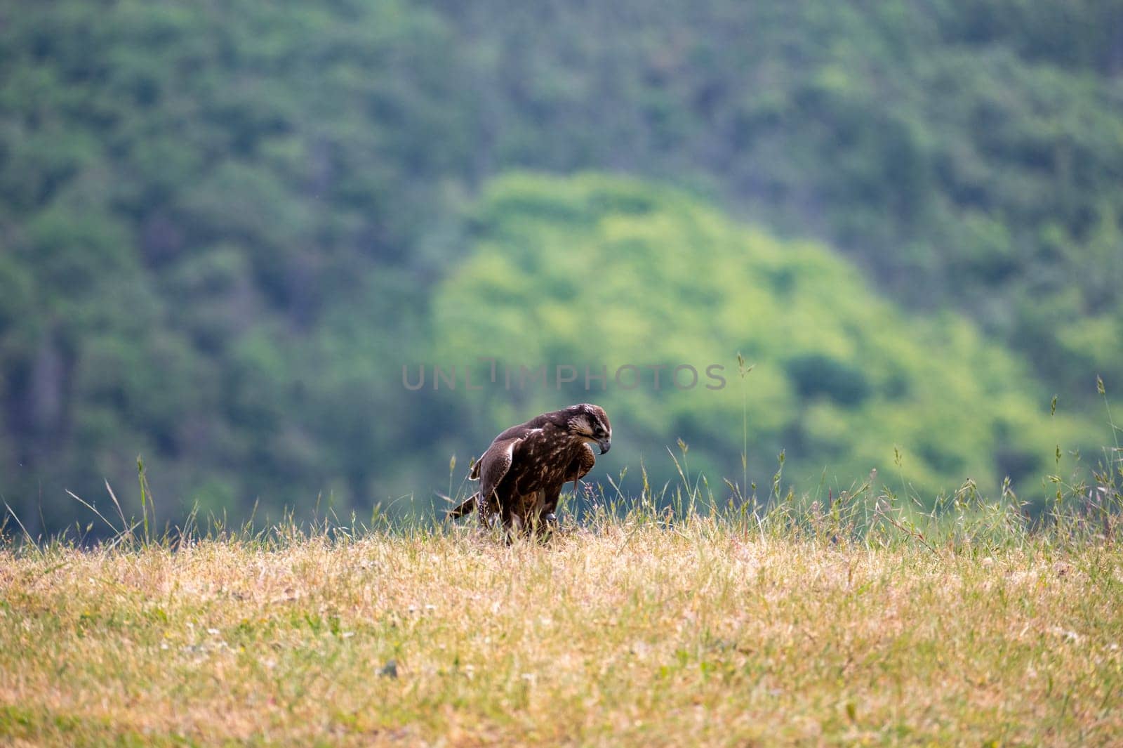 A bird of prey stands in a meadow in nature