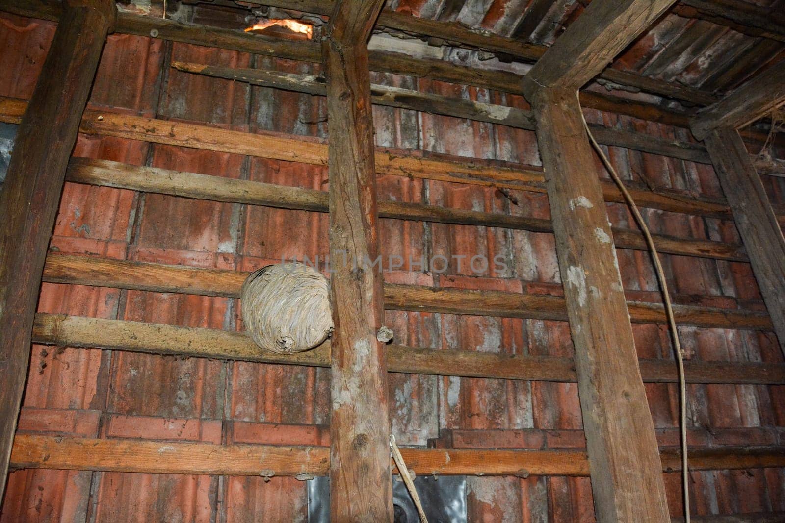 Empty Wasp nest under an old house roof by the roof tiles