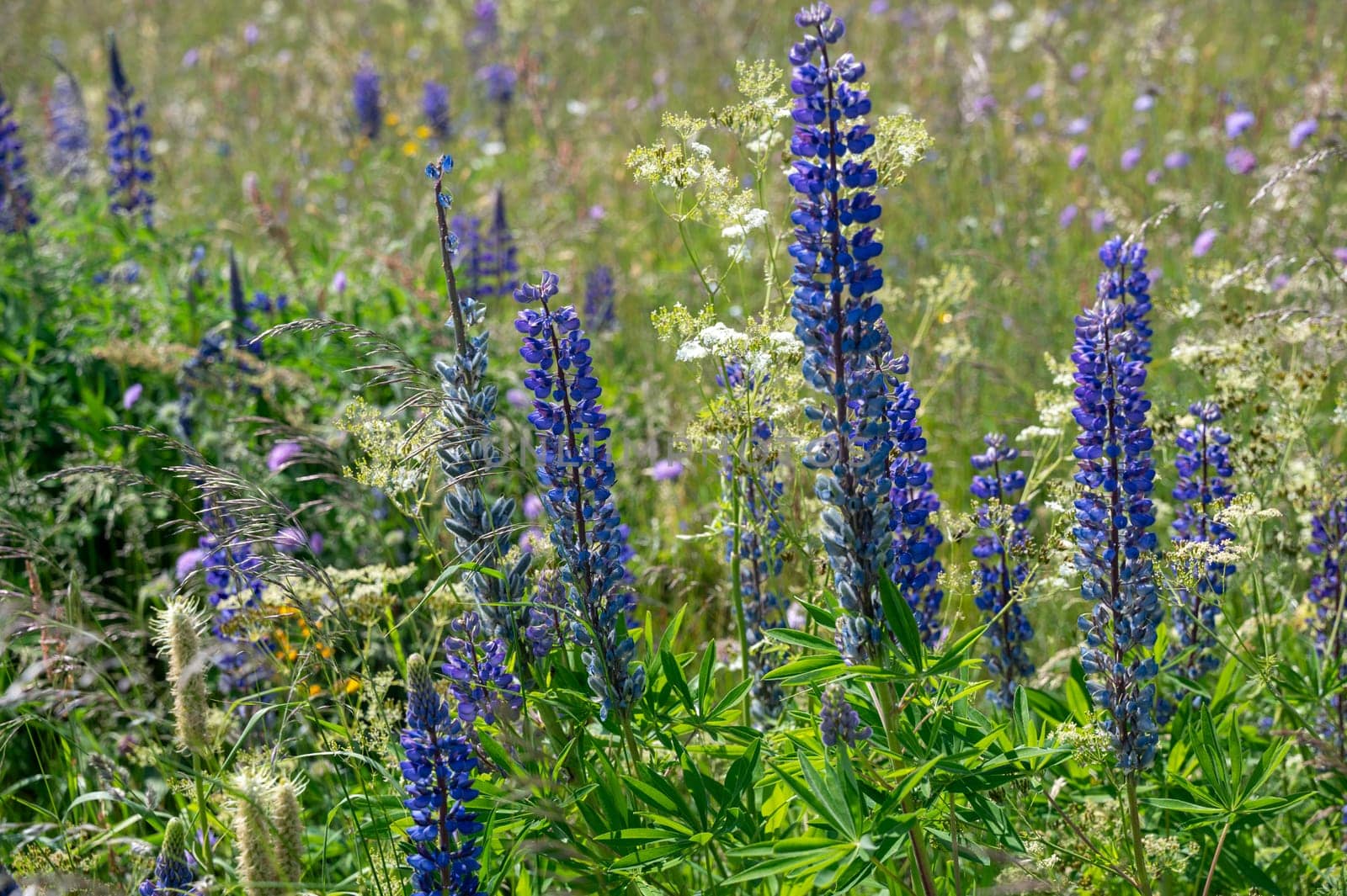 Green meadows with purple lupins in the high Rhoen, Bavaria, Germany
