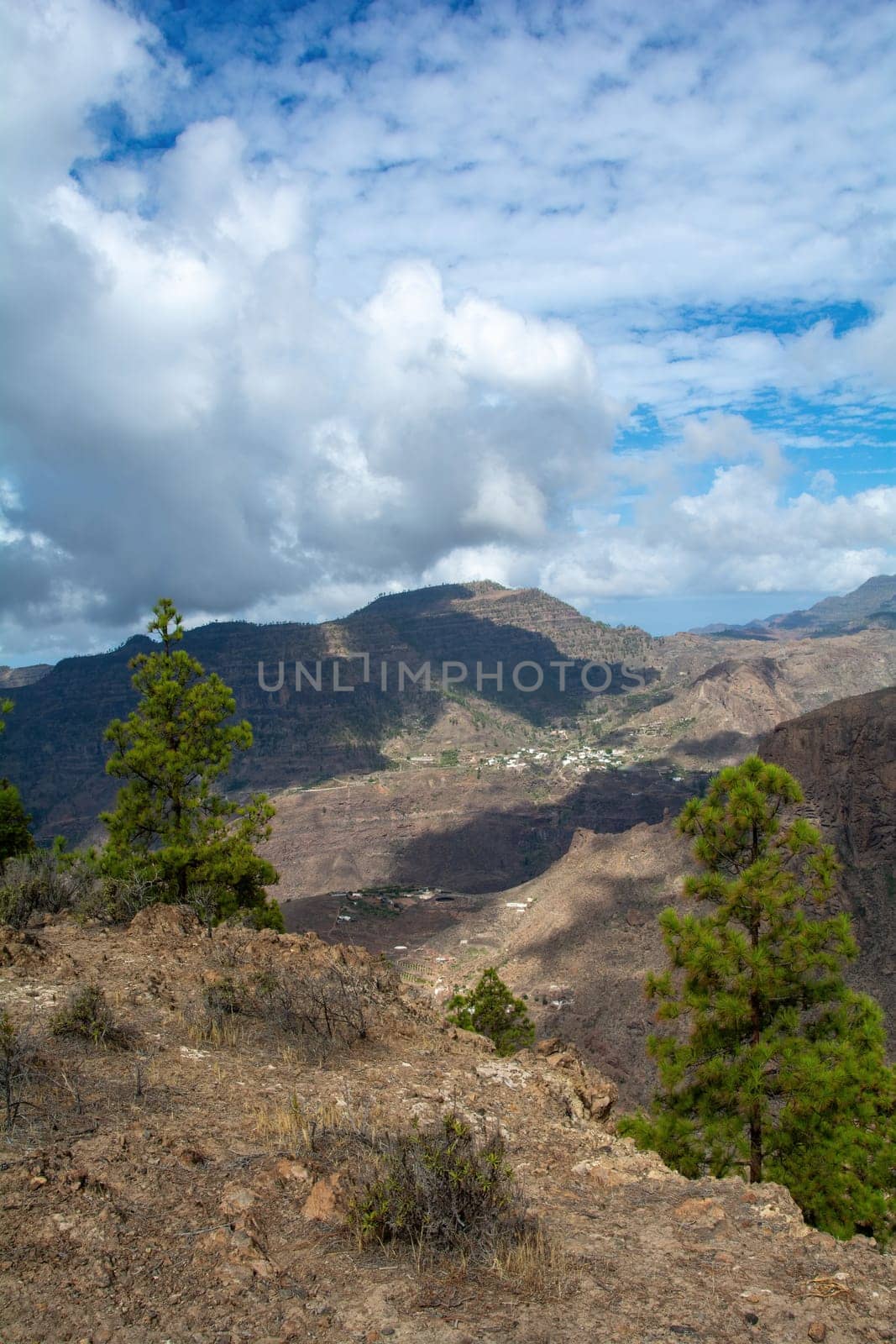 Canarian pine ( Pinus canariensis ) on a mountain on the island of Gran Canaria in Spain
