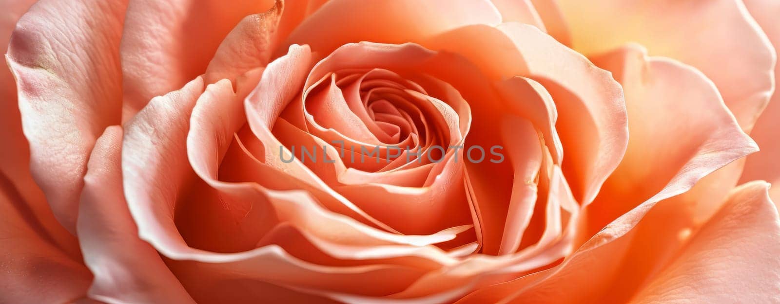 Panorama of beautiful rose flower blossom in the color of the year Pantone Peach Fuzz 2024. Generative AI