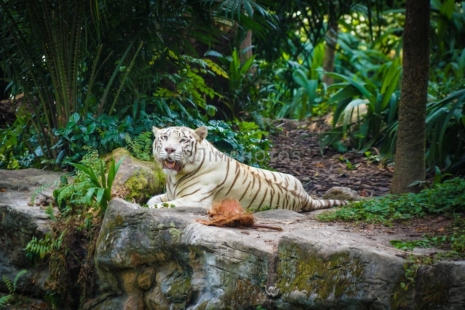 White Tiger Nestled in the jungle. Shooting Location: Singapore