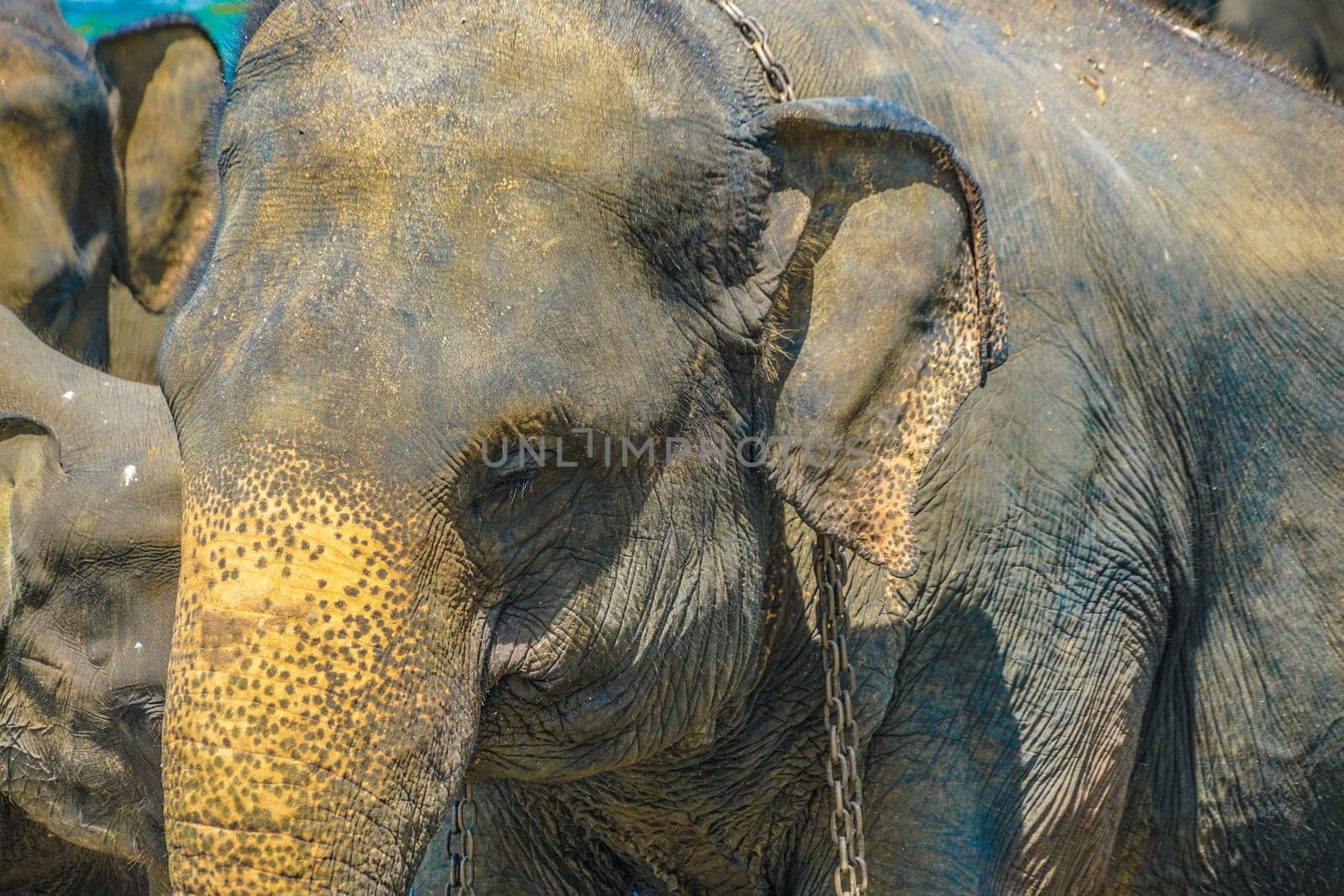 Of elephant which is connected to the chain image (Sri Lanka Pinnawara). Shooting Location: Sri Lanka