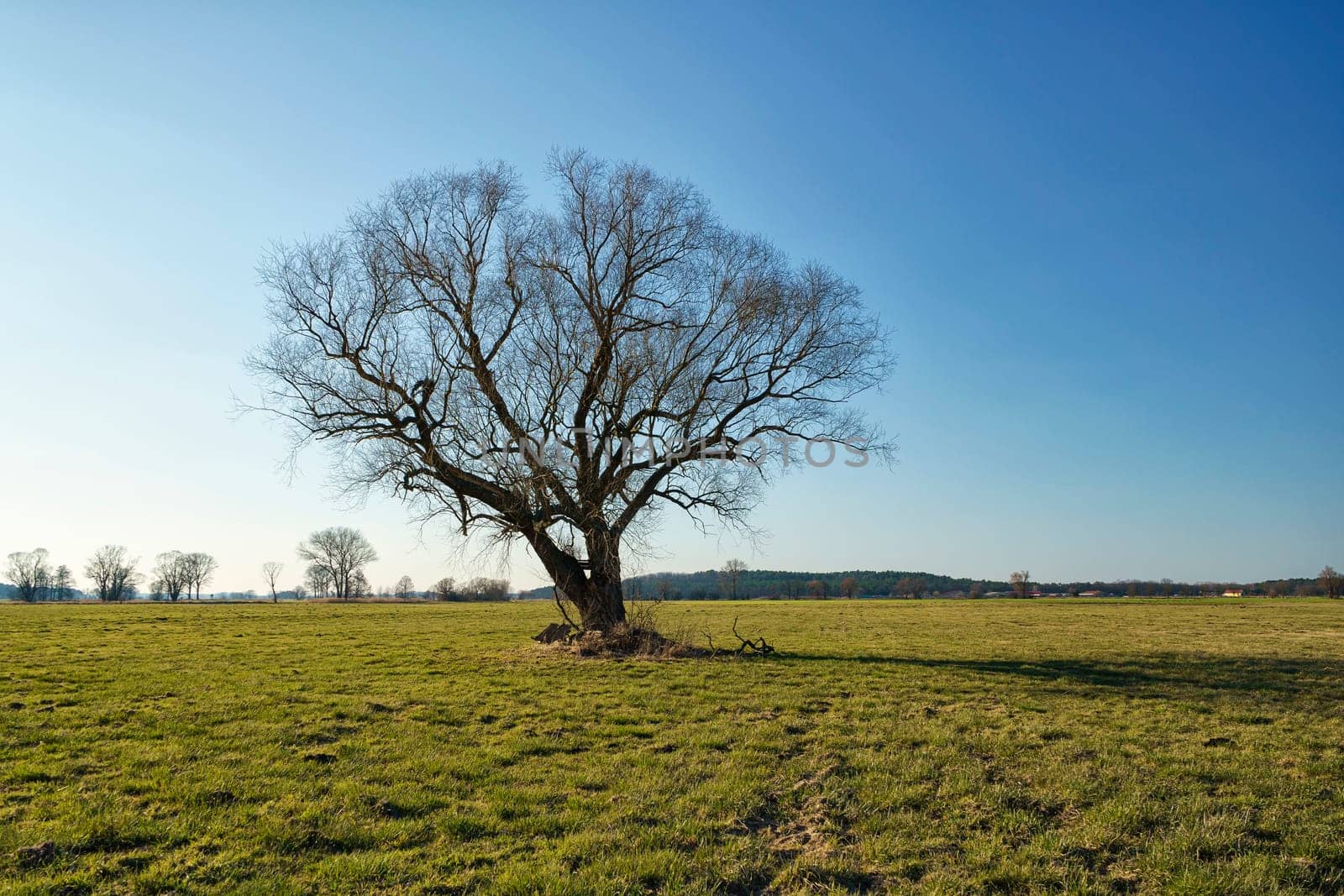 lonely tree on field in winter