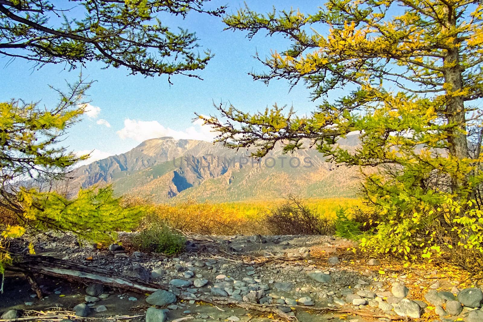 Autumnal nature on Lake Baikal. Landscape and flora of Baikal