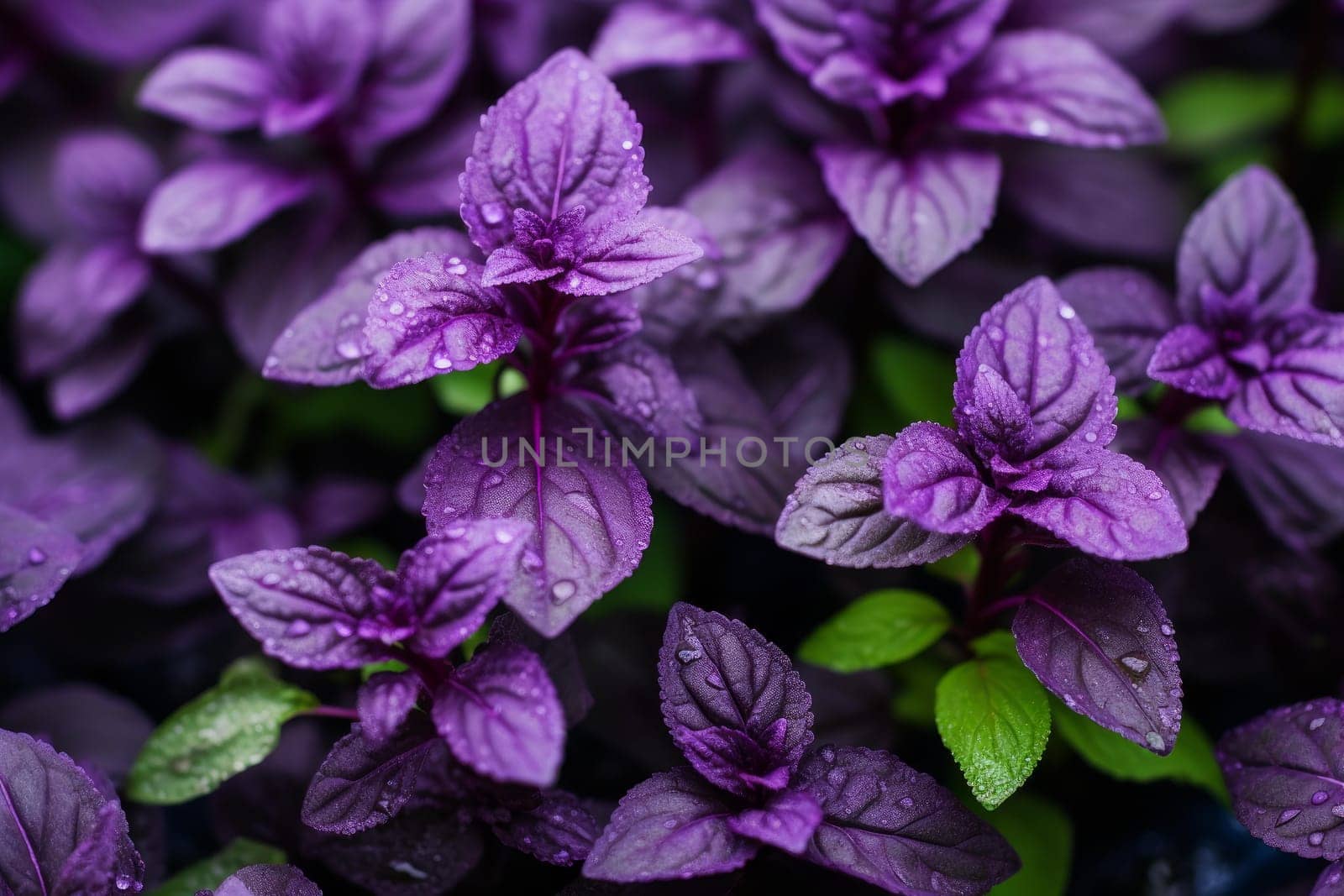 Purple basil herbs plant background. Aroma taste garden spring food summer. Generate Ai