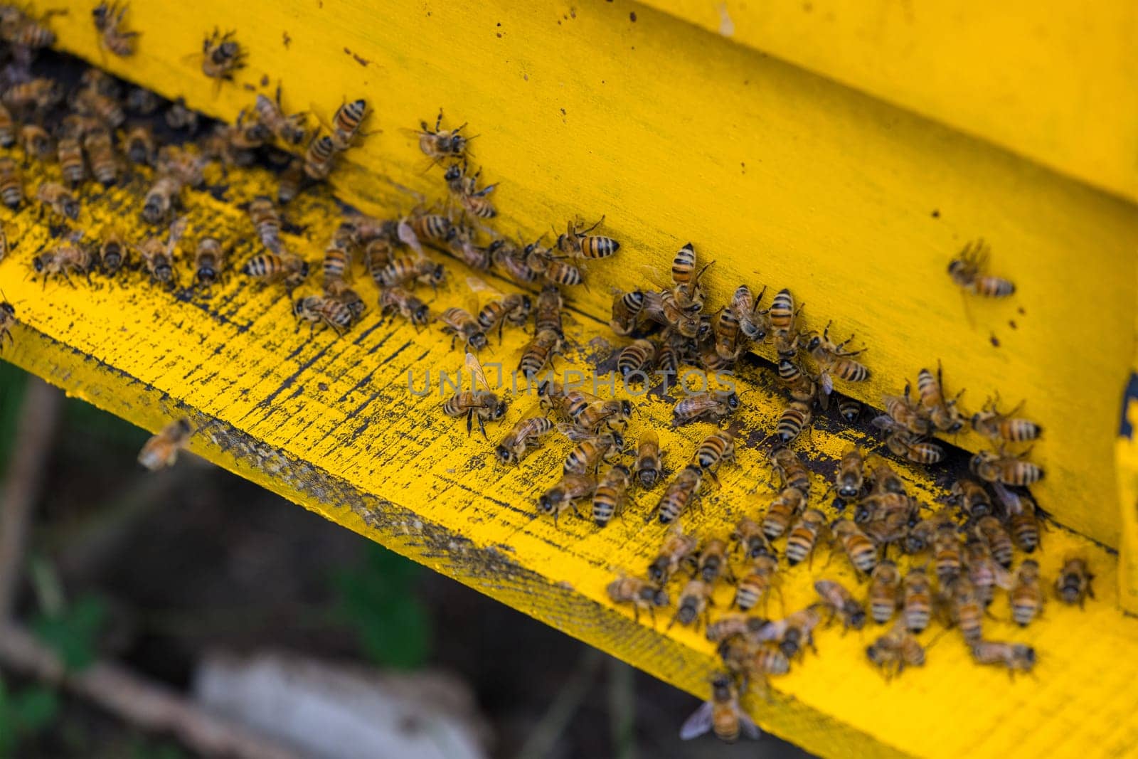 Bees in open bee hive box