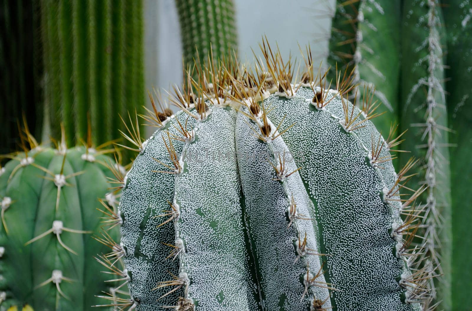Vertical prickly green cacti of thick and thin shape on a gray background close-up