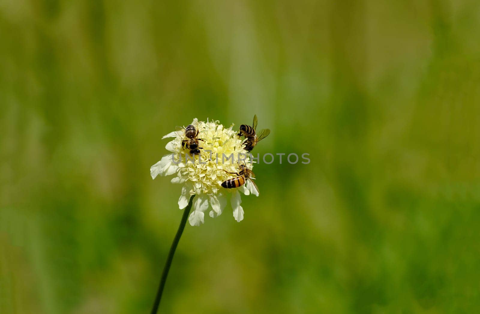 Outside, three bees collect nectar on a yellow round flower