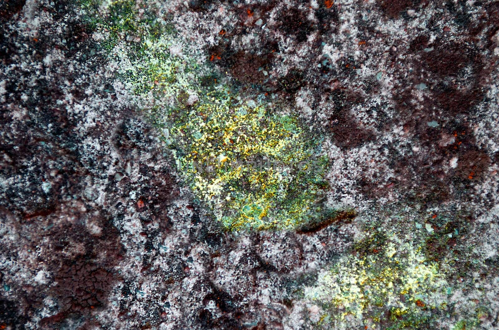 The rocky gray surface is covered with green mold, a close-up view from above