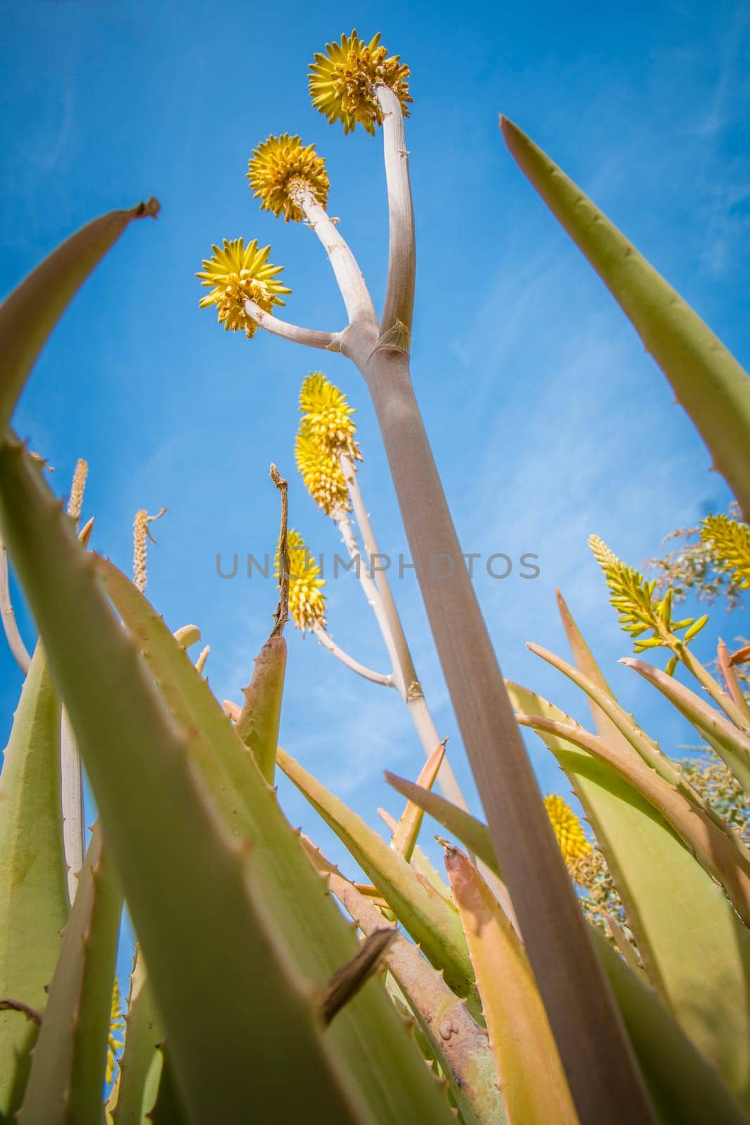 Low angle view of Aloe Vera plant with yellow flowers