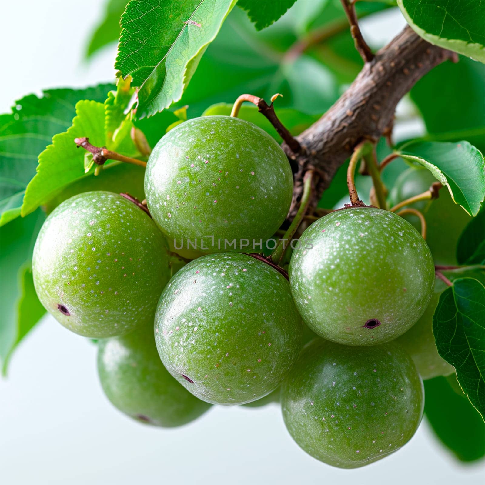 Exotic marula fruit on white isolated background AI generated image
