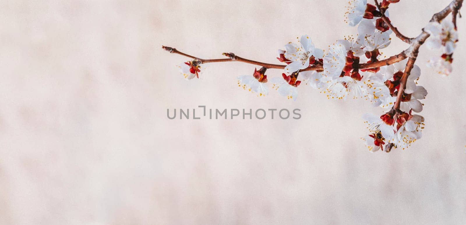 Closeup of cherry blossom branch on pink textured paper background. Spring flower frame design with copyspace. Springtime blooming and easter concept. Seasonal nature floral border backdrop banner.