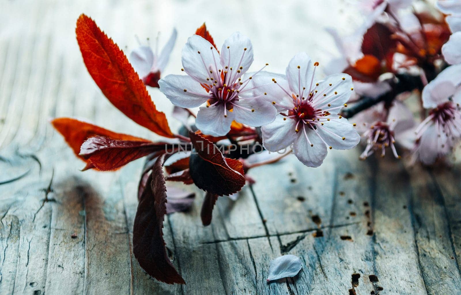 Beautiful cherry blossom branch on vintage wooden table. Closeup spring flower in bloom on rustic background. Easter and springtime still life. Art floral wallpaper.
