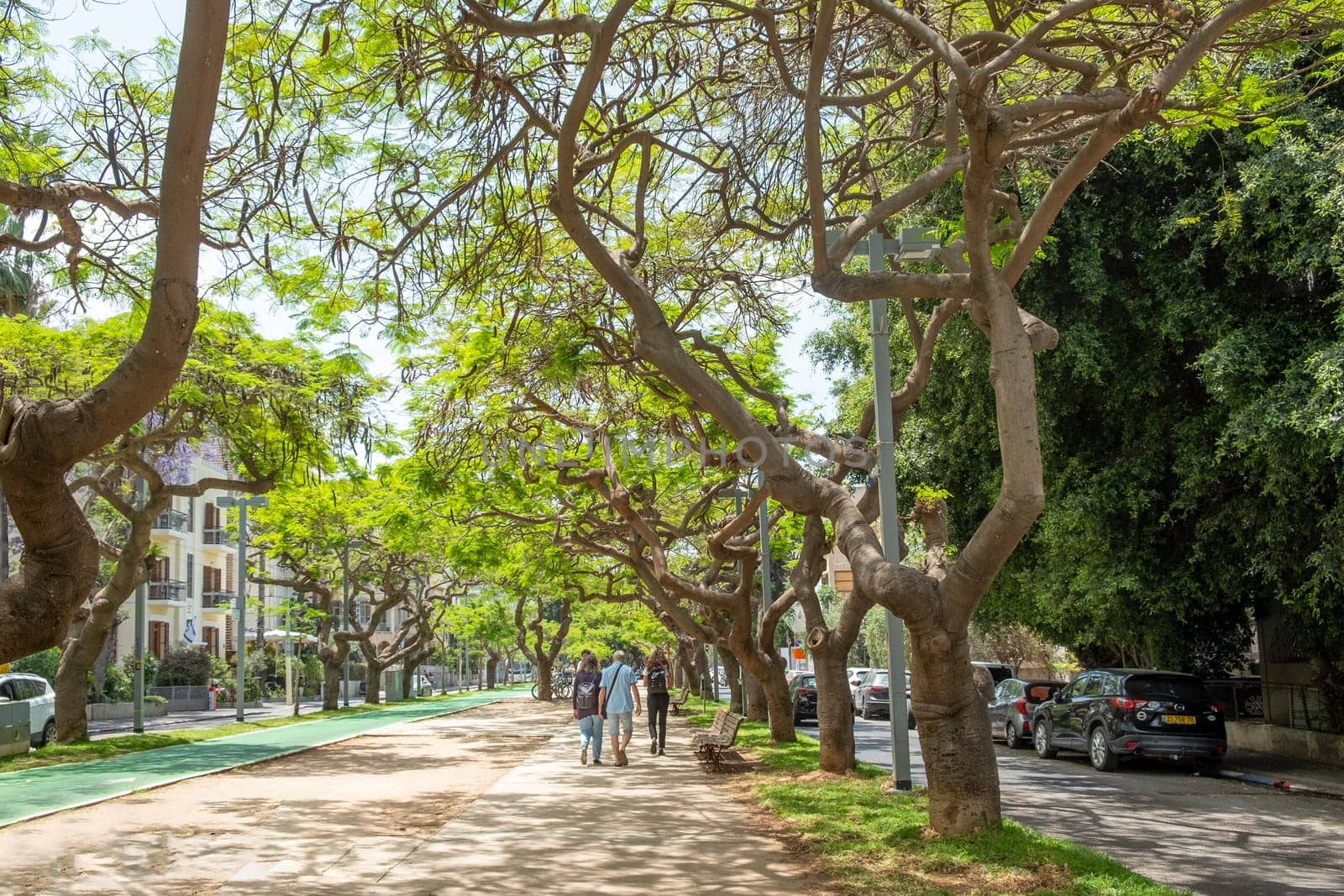 Tel Aviv, Israel - May 18, 2023: people enjoy walking at the alley covered by old trees, spending shadow and producing fresh air.