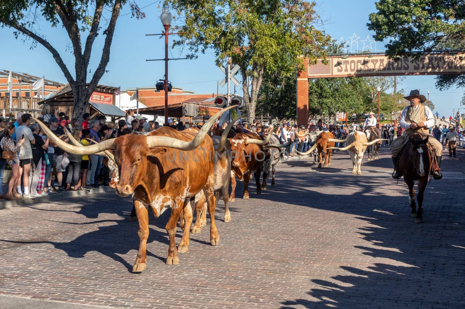 Fort Worth, Texas - November 4, 2023: A herd of cattle parading through the Fort Worth Stockyards accompanied by cowboys on horseback