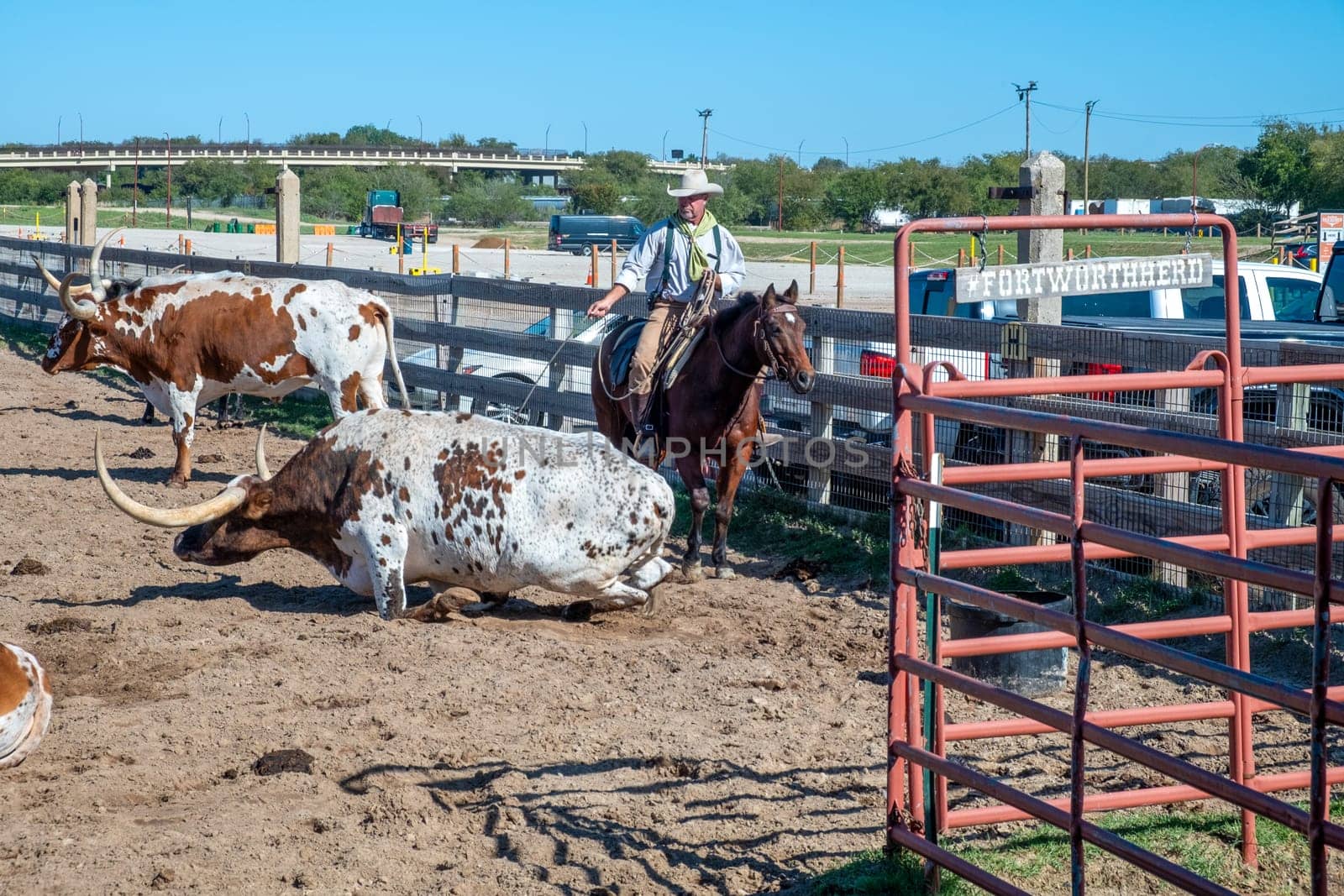 Fort Worth, Texas - November 5, 2023: cowboy driving longhorn cows in the gate at stockyards in Fort Worth, Texas, USA