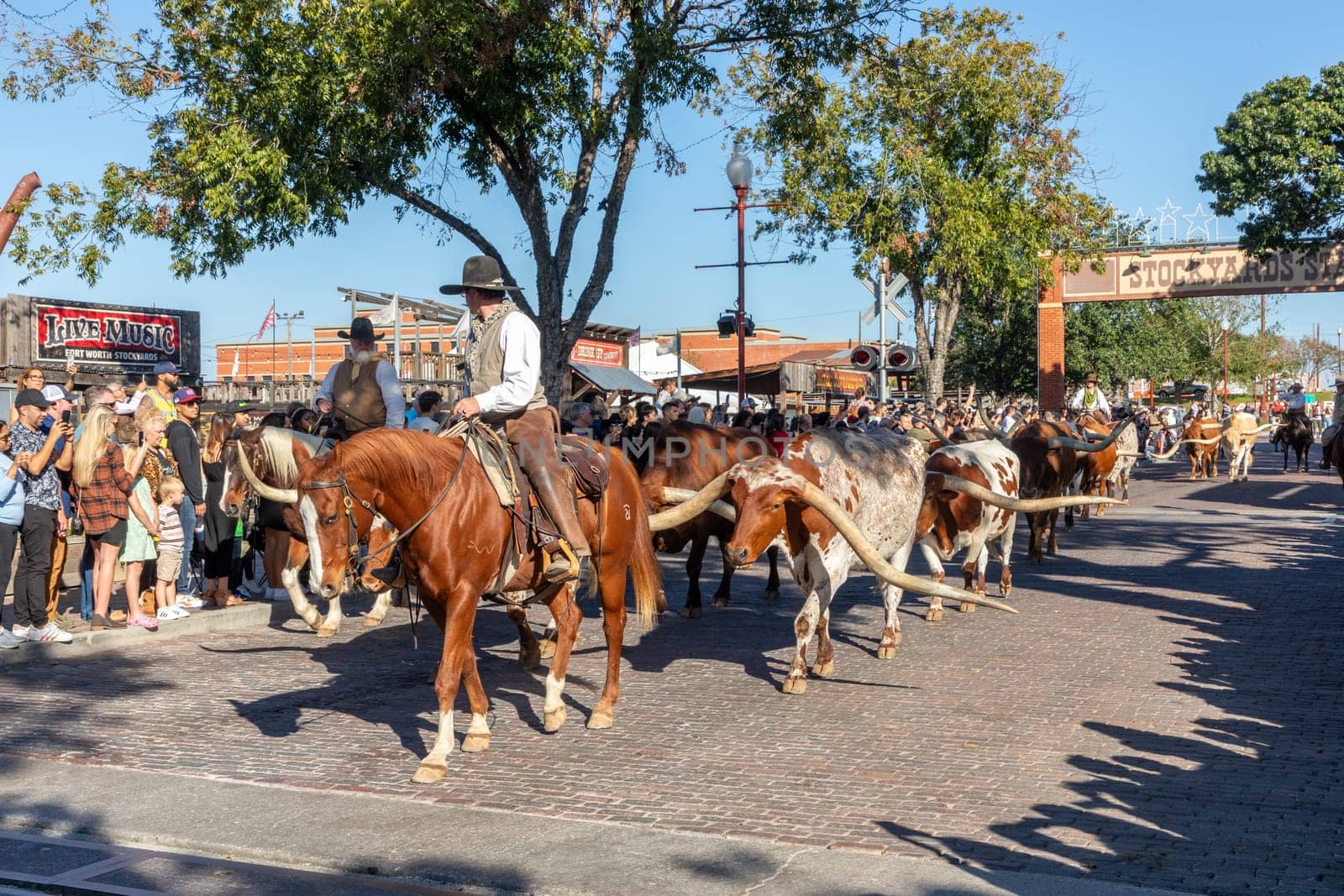 Fort Worth, Texas - November 4, 2023: A herd of cattle parading through the Fort Worth Stockyards accompanied by cowboys on horseback
