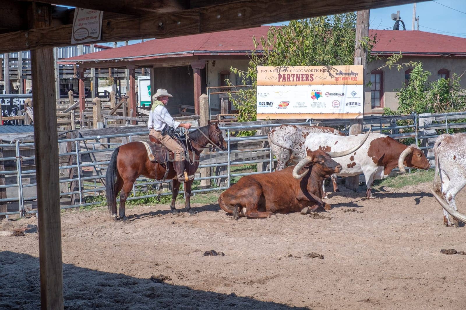 Fort Worth, Texas - November 5, 2023: cowboy driving longhorn cows in the gate at stockyards in Fort Worth, Texas, USA