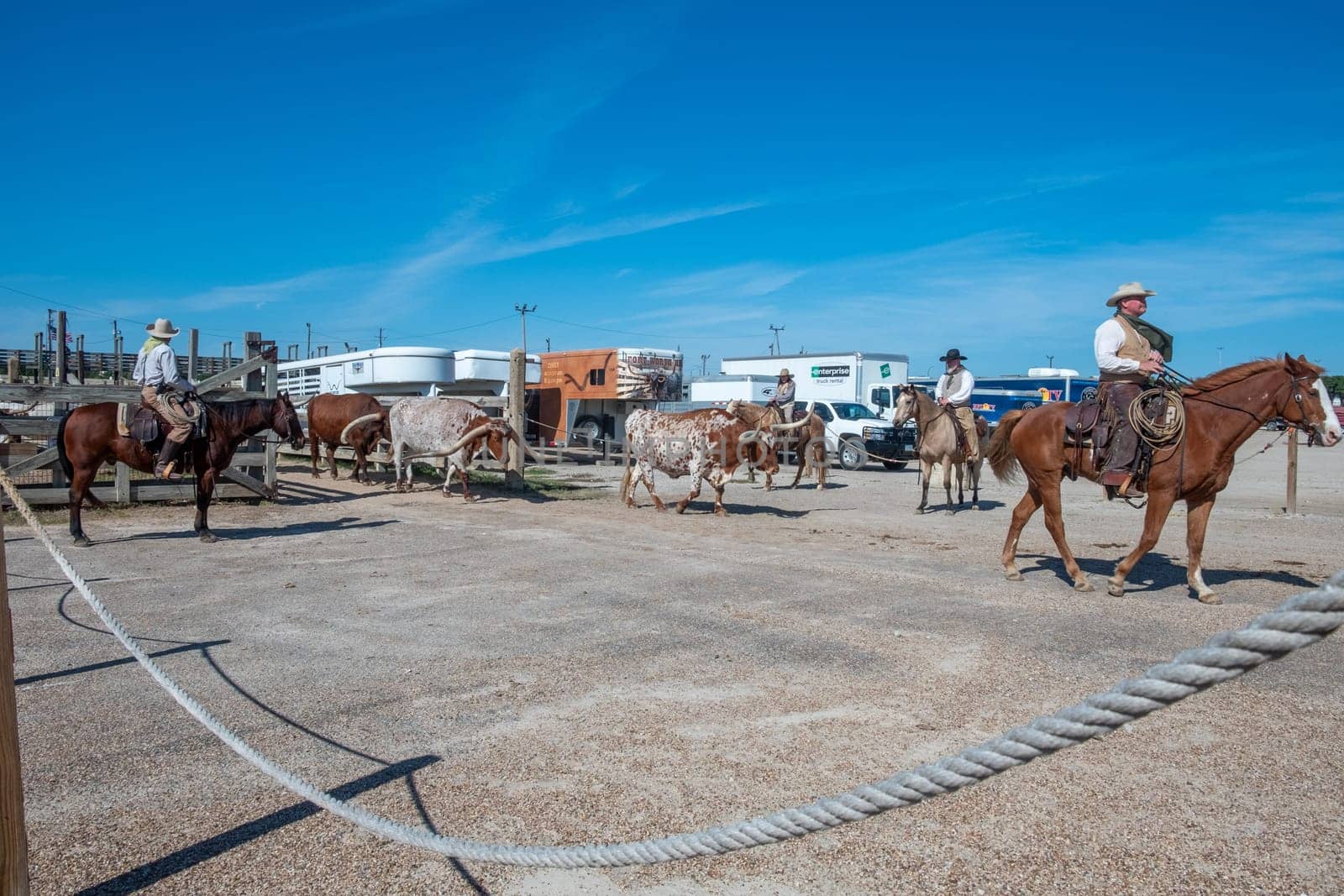Fort Worth, Texas - November 5, 2023: cowboy driving longhorn cows in the gate at stockyards in Fort Worth, Texas, USA
